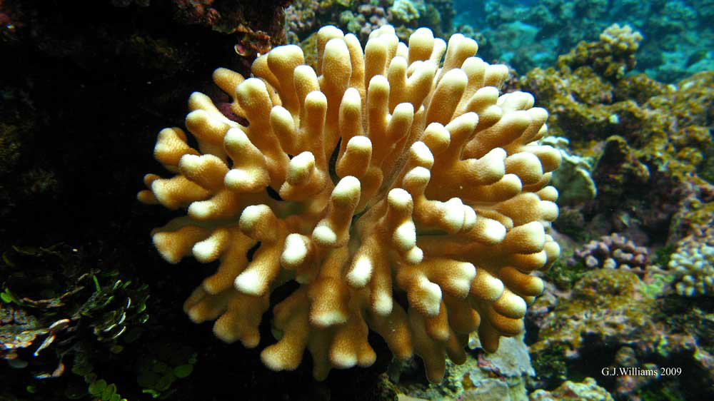 Corals and Fish - EXPLORE PALAWAN